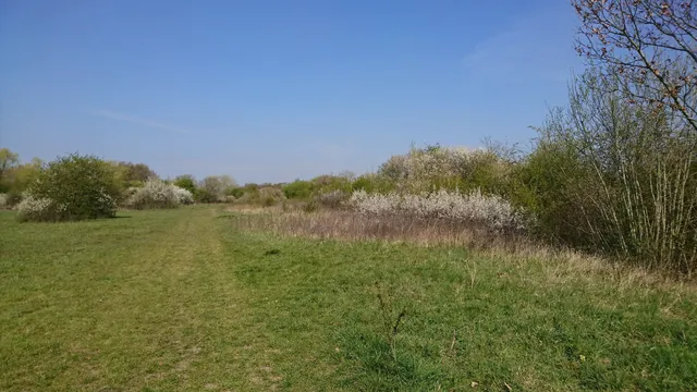 Yeading Brook Meadows