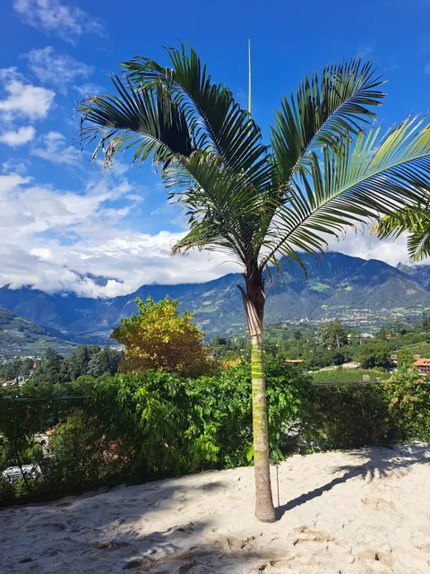 Spiaggia delle palme