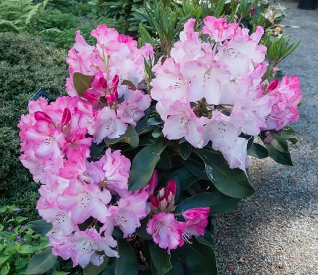 Rhododendron Species Botanical Garden