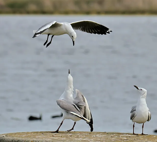 Table Bay Nature Reserve