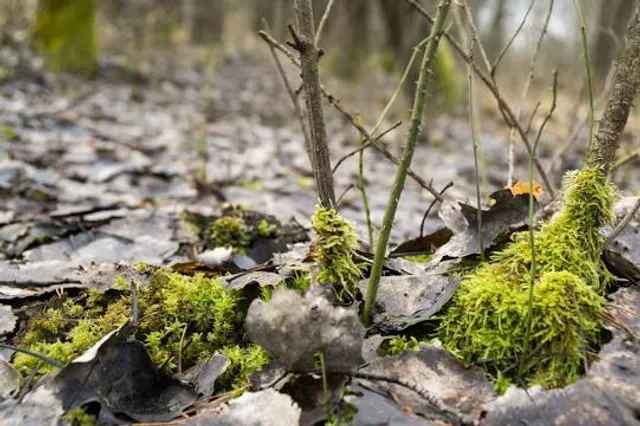 Portman Nature Preserve