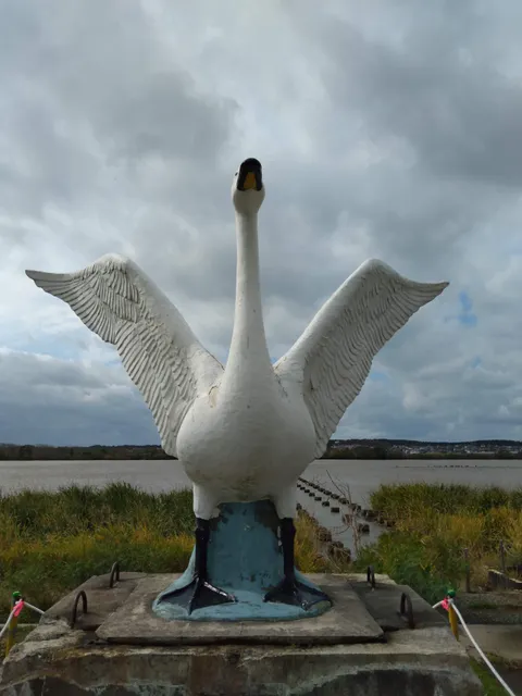 Mogami River Swan Park