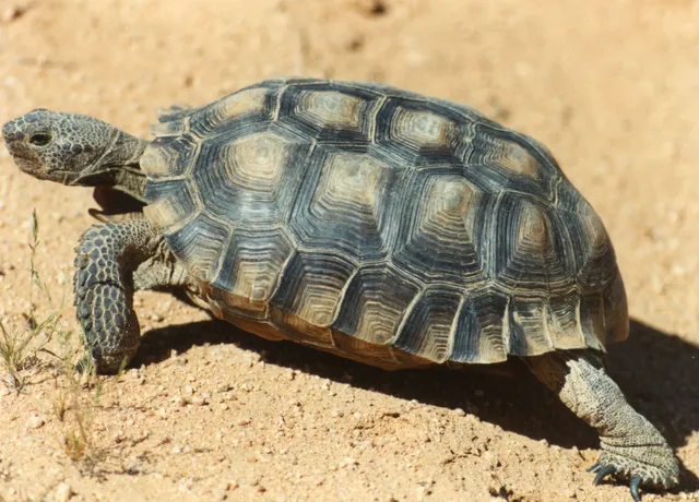 Desert Tortoise Research Natural Area