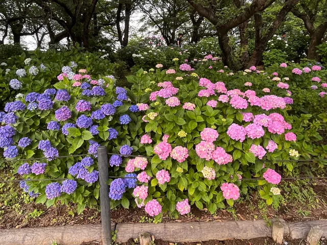 Gongnedo Park - Park #4