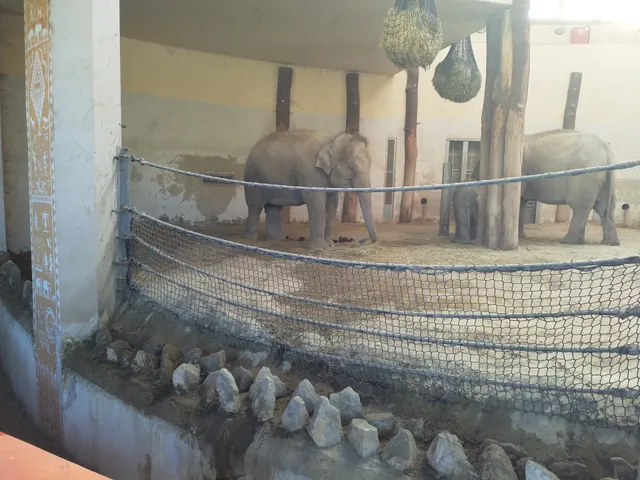 Zoo Tábor - A Fővárosi Állatkert Tábora