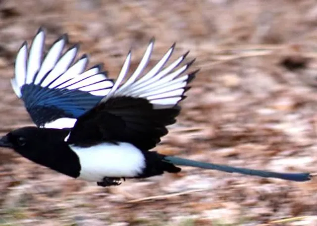 Mookgopong Local Municipality