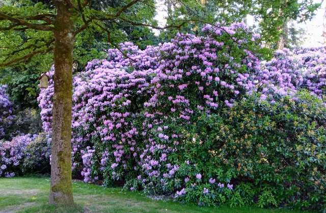 Rhododendron Park