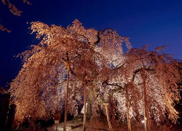 Omi Butaizakura (Cherry Tree)