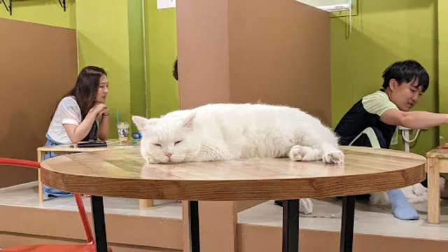Cat Dog Cafe