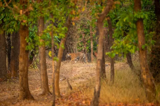 Valmiki Nagar Tiger Reserve