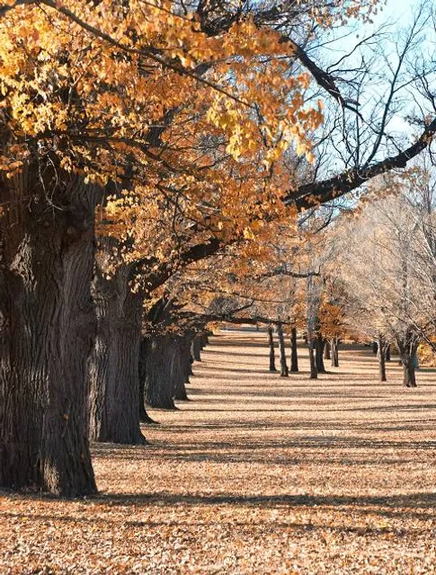 Museum of the Magyar Language