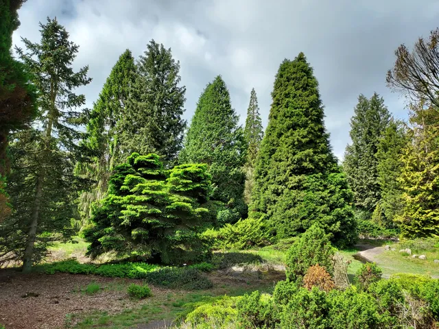 Pinetum Ter Borgh Anloo