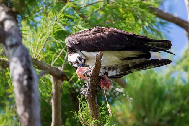 Circle B Bar Reserve