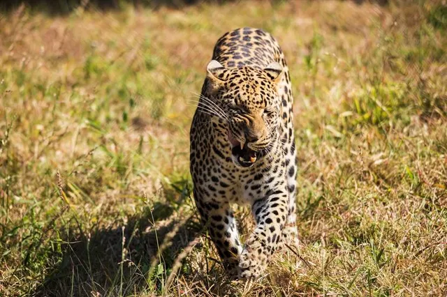 Moholoholo Animal Rehabilitation Centre