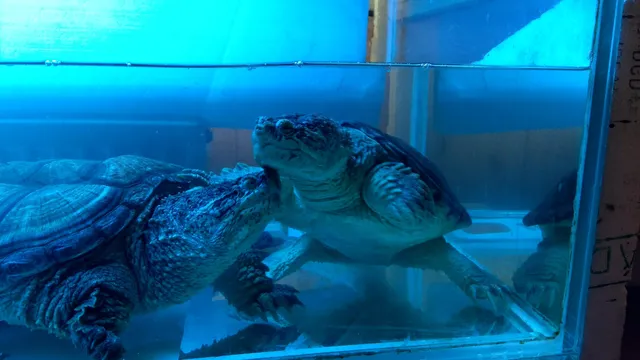 Minizoo U loutkového divadla