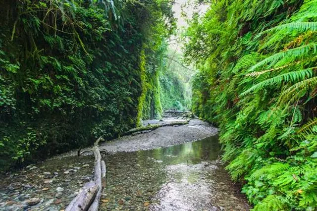 Fern Canyon