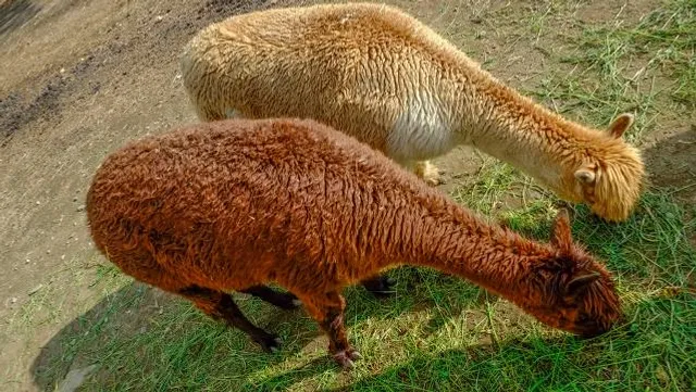 Jaljali Mainpat
