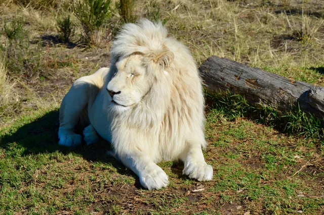 Tenikwa Wildlife Rehabilitation & Awareness Centre