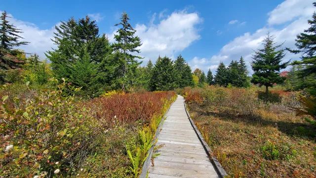 Cranberry Glades Botanical Area