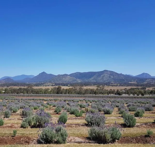 Kooroomba Vineyards and Lavender Farm.