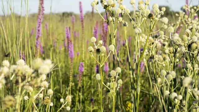Indian Boundary Prairies - Gensburg-Markham Prairie