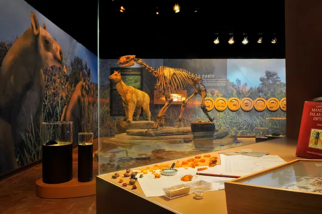 Región Ambarina (Territorio Dinópolis)