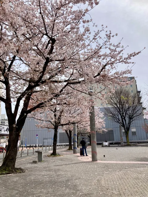 Someiyoshino Sakura Memorial Park