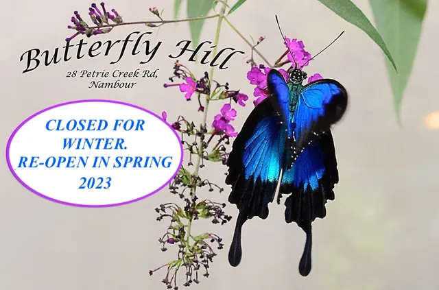 Butterfly Hill