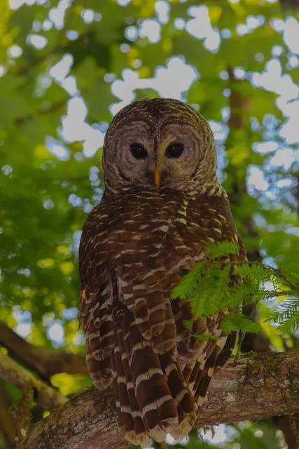 Charlie Elliott Wildlife Center