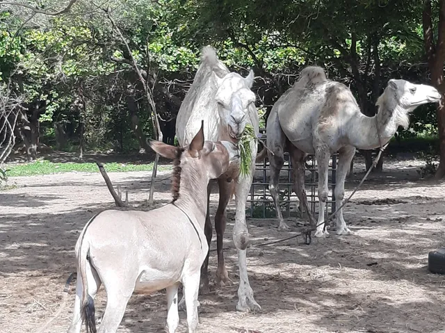 Gambia Horse and Donkey Trust