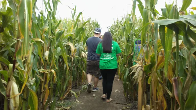 Sauchuk's Corn Maze & Pumpkin Patch (Reservations Required)