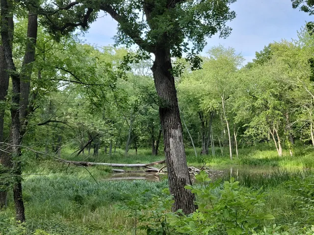 Salt Creek Woods Nature Preserve