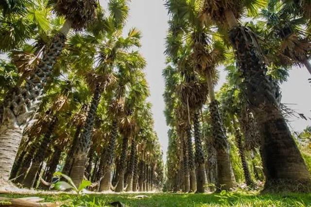 Uncle Tanom Palm orchard