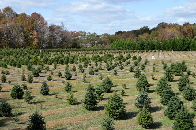 Don's Tree Farm Opens Black Friday 2025 10 am