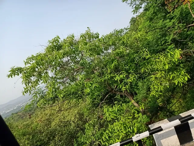 Seshachalam Hills Range (Tirumala)
