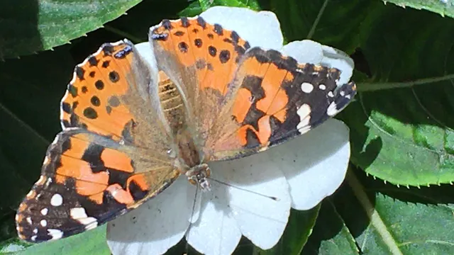 The Maui Butterfly Farm