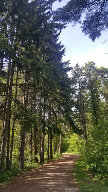 Lyons Woods Forest Preserve