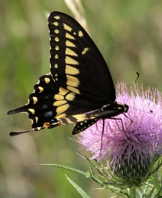 Boisé des lacs Fauvel