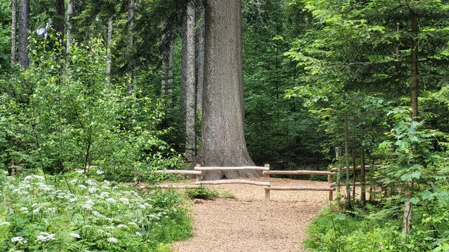 "Tannenriesen" - Premiumwanderweg