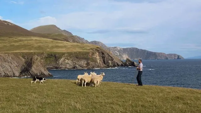 Away To Me Sheepdog Trial Demonstrations