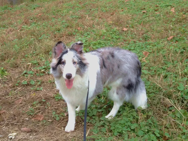 Vettiner Dog Park (Members Only)