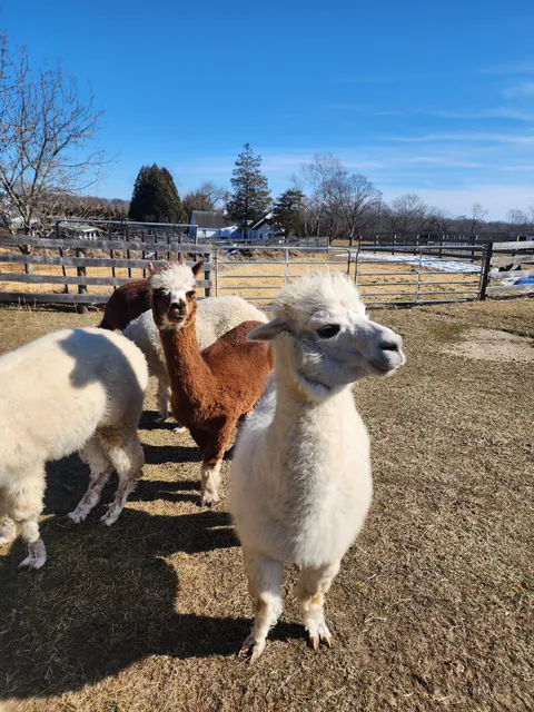 Alpacas on Allaire