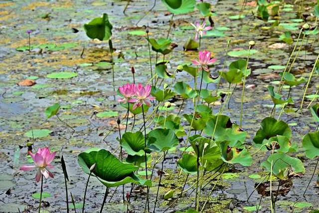 Waghai Botanical Garden
