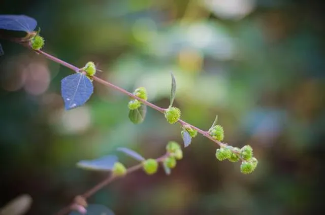 Walter Jones Historic Park