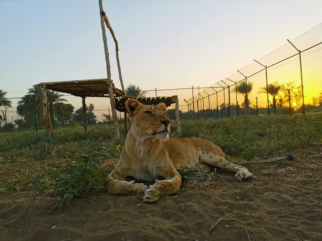Sudan Animal Rescue