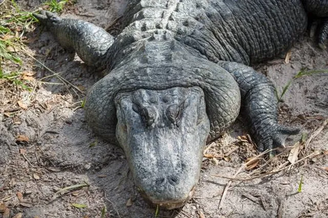 St. Augustine Alligator Farm Zoological Park