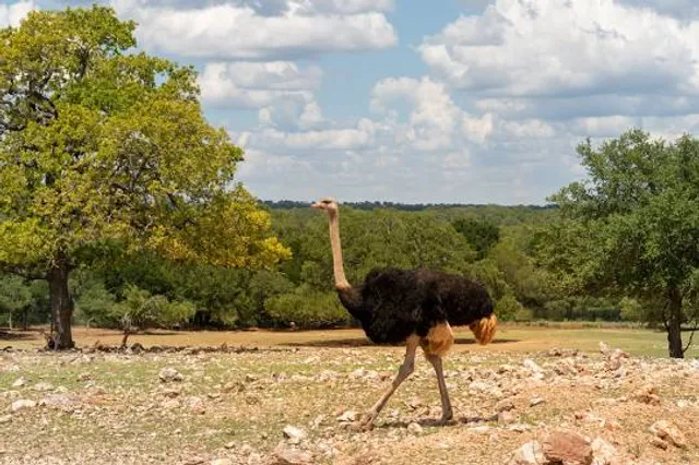 The Exotic Resort Zoo