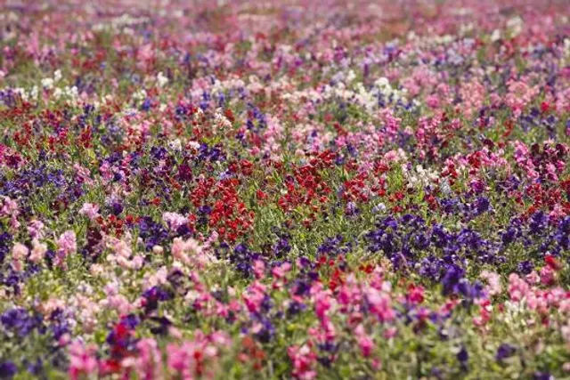 Lompoc Flower Fields