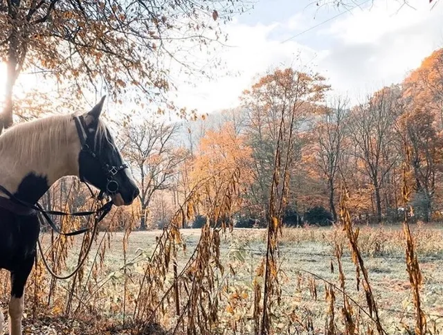 Smokemont Riding Stables