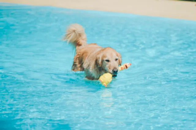 Imitelis Biotop (イミテリス ビオトープ)
